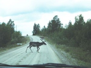 Reindeer on road in the reserve