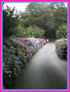path lined with hydrangeas in full bloom