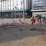 children playing with pigeons
