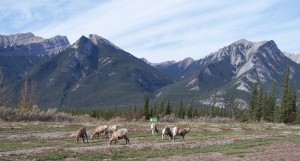 Grazing deer with mountain in background