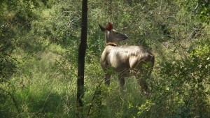 Photo of female kudu 