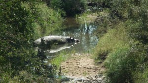 hippo in pool of water
