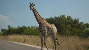 giraffe crossing the road