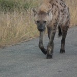 hyena