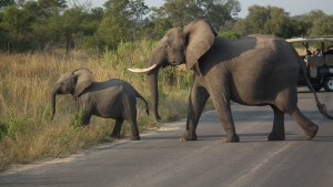 Mother and baby elephant crossing the road