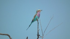 beautiful song bird