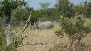 white rhino