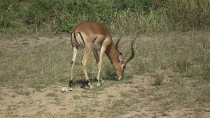 Impala grazing