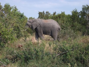 Bull elephant eating leaves