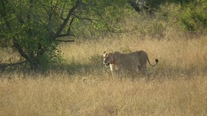 lioness and her cub in tall grass