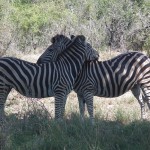 zebra resting necks on each other