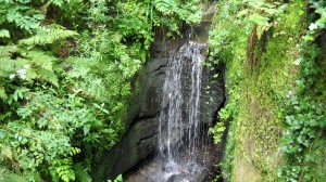 little waterfall amongst the grrenery