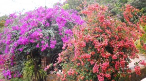 brilliant flowers on museum grounds