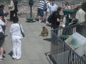 The apple thief ...a Barbary Ape