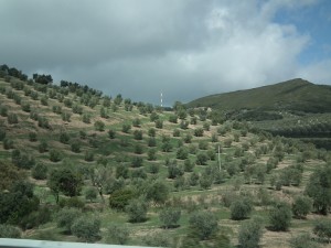 My "polka dotted fields" are really olive groves in Spain
