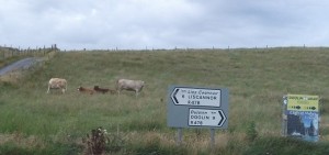 Road signs near the Cliffs of Moher