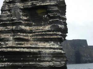 Sea birds nest on the Great Sea Stack