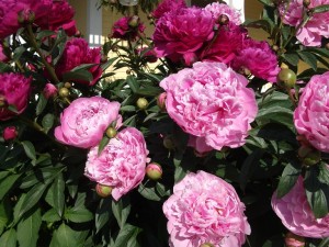 Scott's peonies,  Mahone Ba, NS