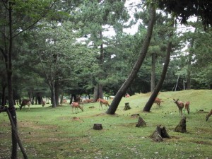 Deer in Nara Park