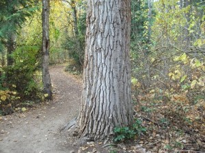 Roderick Haig-Brown Provincial Park trail