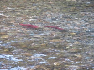 Pacific Salmon run