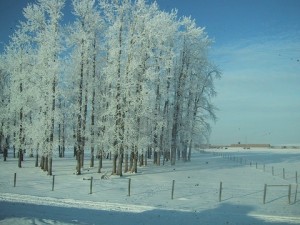 Winter in central Alberta