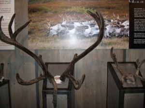 Reindeer antlers, Harpa Hall, Reykjavik