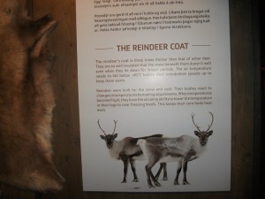 Wild Reindeer of Iceland display