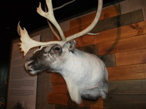 Reindeer are found in Iceland