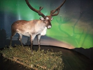 Wild Reindeer of Iceland exhibition, Reykjavik