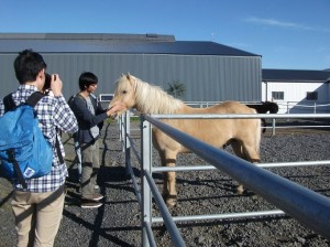 Icelandic horse