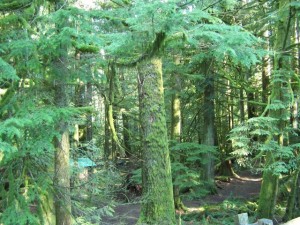 023- At Cathedral Grove