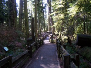 027-  the Old Growth Trail