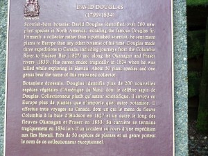 030- Douglas Fir namesake