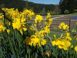 Daffodils Butchart Gardens