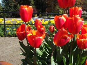 Tulips Butchart Gardens