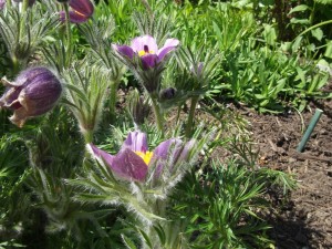 Crocus Butchart Gardens