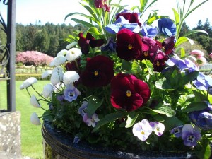 Pansies Butchart Gardens