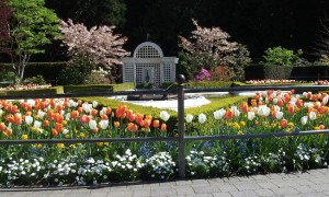 Star Pond and tulips Butchart Gardens