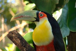 053- toucan
