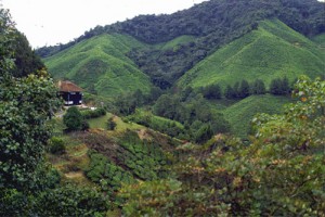 005-cameron-highlands