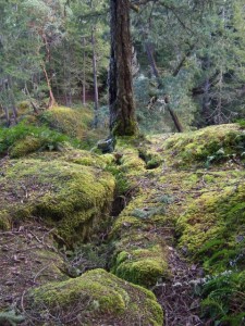 068-so-peaceful-and-green-above-the-river