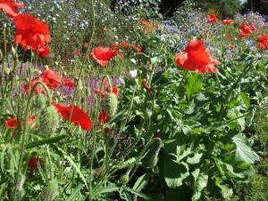 dscf0138a-poppies-devonian