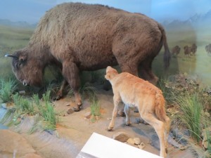 img_7162a-bison-fort-calgary